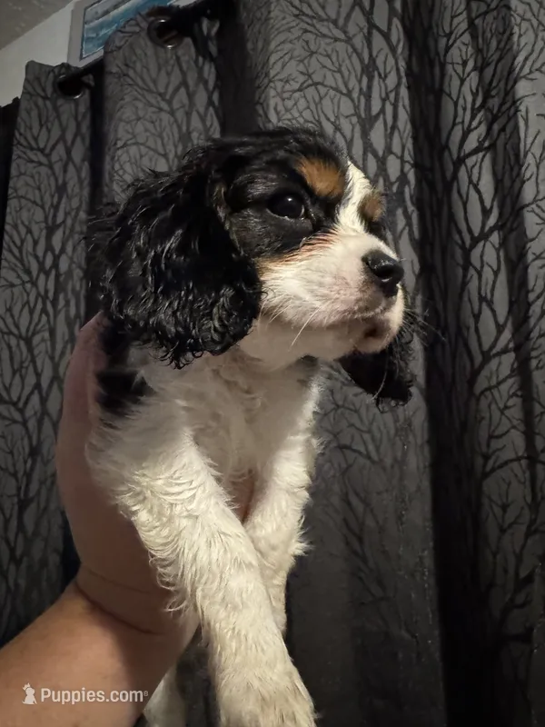 Snoopy – Cavalier King Charles Spaniel puppy for sale in New Market, VA