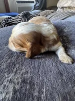 Dulce say de Leche , a male Cavalier King Charles Spaniel for sale in New Market, VA – 5 of 8