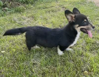 Sasha, a female Pembroke Welsh Corgi for sale in New Market, VA – 10 of 10