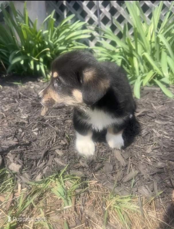 Sasha – Pembroke Welsh Corgi puppy for sale in New Market, VA