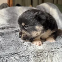 Sasha, a female Pembroke Welsh Corgi for sale in New Market, VA – Photo 9 of 9