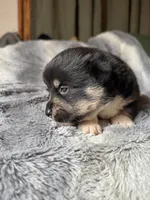 Sasha, a female Pembroke Welsh Corgi for sale in New Market, VA – Photo 5 of 5