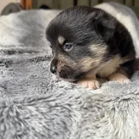 Sasha, a female Pembroke Welsh Corgi for sale in New Market, VA – Photo 5 of 9
