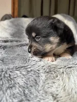 Sasha, a female Pembroke Welsh Corgi for sale in New Market, VA – Photo 4 of 5