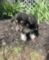 Sasha, a female Pembroke Welsh Corgi for sale in New Market, VA – Photo 2 of 9