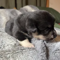Sasha, a female Pembroke Welsh Corgi for sale in New Market, VA – Photo 7 of 9