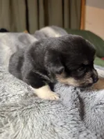 Sasha, a female Pembroke Welsh Corgi for sale in New Market, VA – Photo 2 of 5