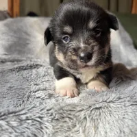 Sasha, a female Pembroke Welsh Corgi for sale in New Market, VA – Photo 8 of 9