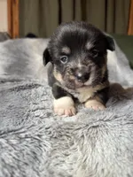 Sasha, a female Pembroke Welsh Corgi for sale in New Market, VA – Photo 3 of 5