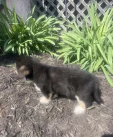Sasha, a female Pembroke Welsh Corgi for sale in New Market, VA – Photo 6 of 9