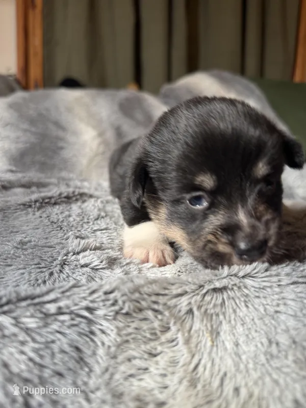 Sasha, a female Pembroke Welsh Corgi for sale in New Market, VA – Photo 1 of 5