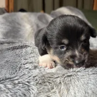 Sasha, a female Pembroke Welsh Corgi for sale in New Market, VA – Photo 4 of 9
