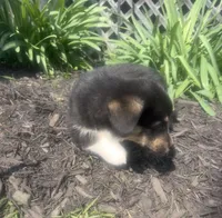 Sasha, a female Pembroke Welsh Corgi for sale in New Market, VA – Photo 3 of 9