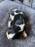 Panda, a male Cavalier King Charles Spaniel for sale in New Market, VA – 7 of 8
