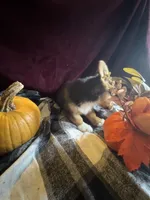 J Lo , a female Pembroke Welsh Corgi for sale in New Market, VA – Photo 8 of 9