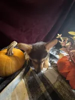 J Lo , a female Pembroke Welsh Corgi for sale in New Market, VA – Photo 3 of 9