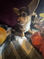 J Lo , a female Pembroke Welsh Corgi for sale in New Market, VA – Photo 5 of 9