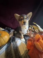 J Lo , a female Pembroke Welsh Corgi for sale in New Market, VA – Photo 2 of 9