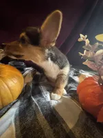 J Lo , a female Pembroke Welsh Corgi for sale in New Market, VA – Photo 1 of 9