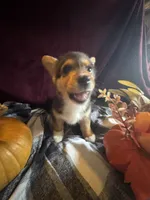 J Lo , a female Pembroke Welsh Corgi for sale in New Market, VA – Photo 7 of 9