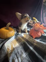 J Lo , a female Pembroke Welsh Corgi for sale in New Market, VA – Photo 4 of 9