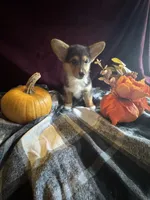 J Lo , a female Pembroke Welsh Corgi for sale in New Market, VA – Photo 6 of 9