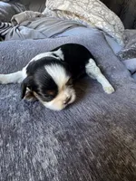 Panda, a male Cavalier King Charles Spaniel for sale in New Market, VA – 5 of 8
