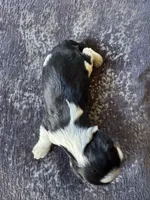 Panda, a male Cavalier King Charles Spaniel for sale in New Market, VA – 8 of 8