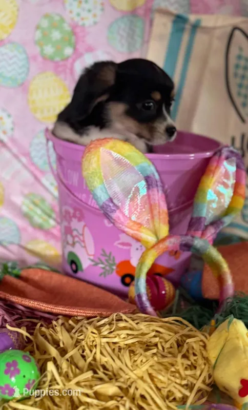 Susie, a female Pembroke Welsh Corgi and Cavalier King Charles Spaniel for sale in New Market, VA – Photo 1 of 1
