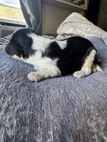 Panda, a male Cavalier King Charles Spaniel for sale in New Market, VA – 4 of 8