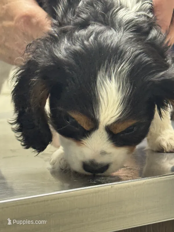 Snoopy – Cavalier King Charles Spaniel puppy for sale in New Market, VA
