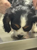 Snoopy, a male Cavalier King Charles Spaniel for sale in New Market, VA – 1 of 7