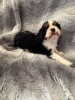 Whiskey, a male Cavalier King Charles Spaniel for sale in New Market, VA – Photo 2 of 4