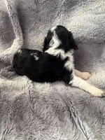 Whiskey, a male Cavalier King Charles Spaniel for sale in New Market, VA – Photo 3 of 4