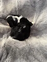 Whiskey, a male Cavalier King Charles Spaniel for sale in New Market, VA – Photo 4 of 4