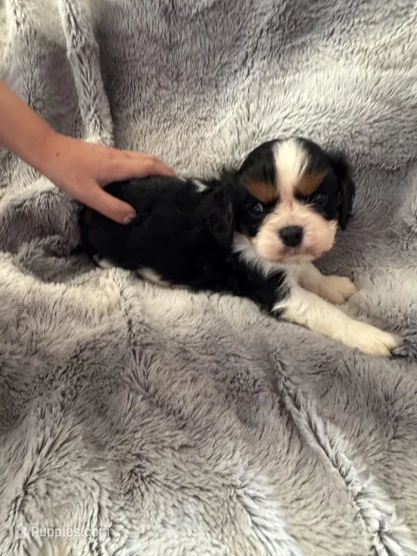 Whiskey – Cavalier King Charles Spaniel puppy for sale in New Market, VA