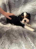 Whiskey, a male Cavalier King Charles Spaniel for sale in New Market, VA – Photo 1 of 4