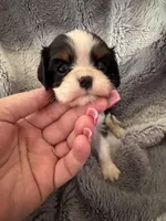 Brandi, a female Cavalier King Charles Spaniel for sale in New Market, VA – Photo 2 of 4
