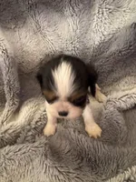 Brandi, a female Cavalier King Charles Spaniel for sale in New Market, VA – Photo 3 of 4