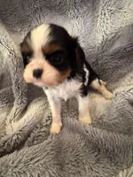 Brandi, a female Cavalier King Charles Spaniel for sale in New Market, VA – Photo 4 of 4