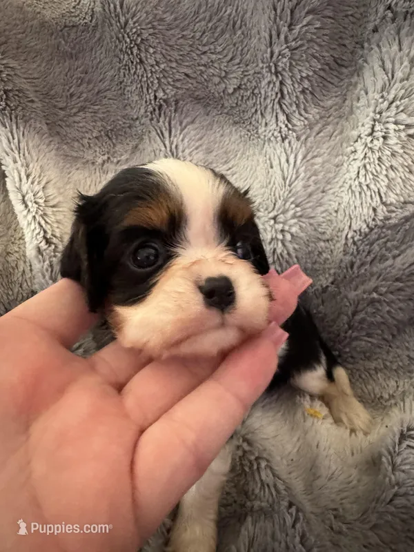 Brandi – Cavalier King Charles Spaniel puppy for sale in New Market, VA