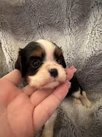 Brandi, a female Cavalier King Charles Spaniel for sale in New Market, VA – Photo 1 of 4
