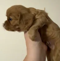 Peanut butter, a male Cavalier King Charles Spaniel for sale in New Market, VA – 5 of 10