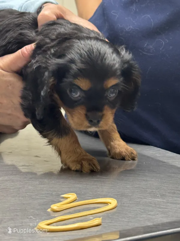 Bruce – Cavalier King Charles Spaniel puppy for sale in New Market, VA