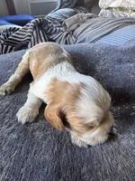 Dulce say de Leche , a male Cavalier King Charles Spaniel for sale in New Market, VA – 4 of 8