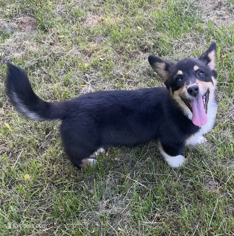 Sasha – Pembroke Welsh Corgi puppy for sale in New Market, VA
