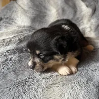 Sophie, a female Pembroke Welsh Corgi for sale in New Market, VA – Photo 8 of 10