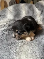 Sophie, a female Pembroke Welsh Corgi for sale in New Market, VA – Photo 6 of 7