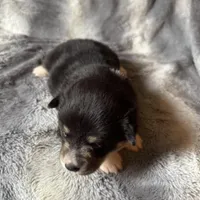 Sophie, a female Pembroke Welsh Corgi for sale in New Market, VA – Photo 6 of 10