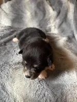 Sophie, a female Pembroke Welsh Corgi for sale in New Market, VA – Photo 4 of 7